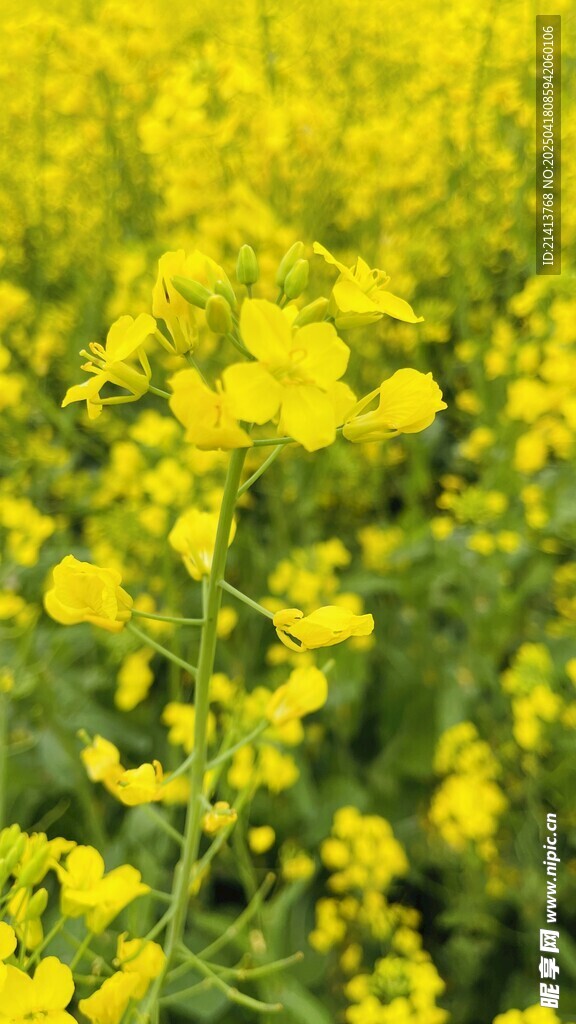 金黄灿烂的油菜花田