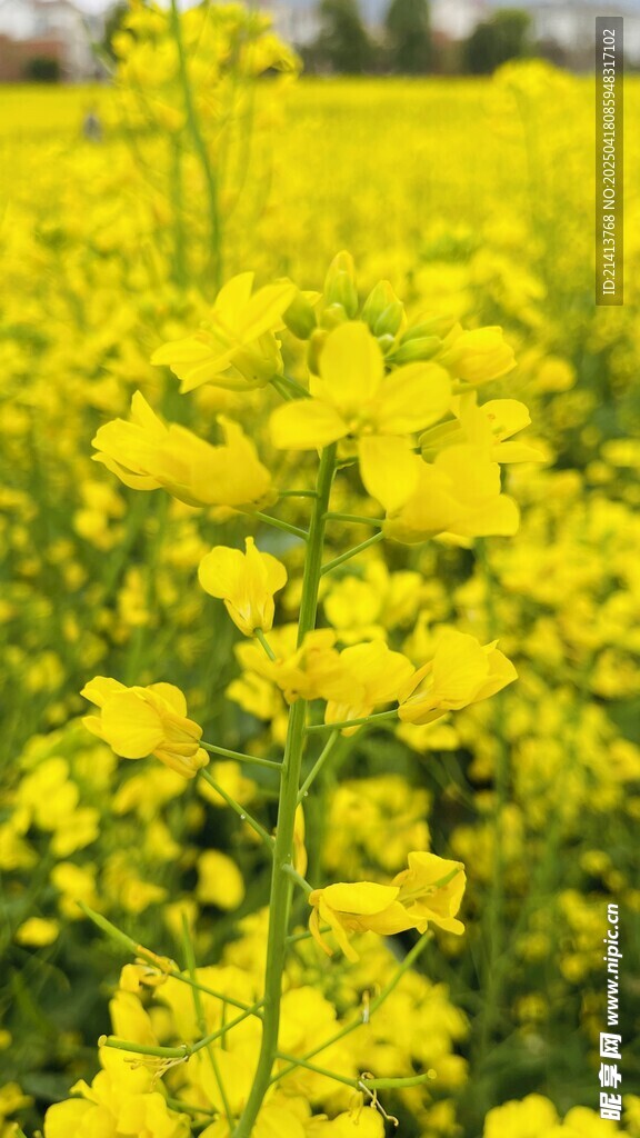 金黄灿烂的油菜花田