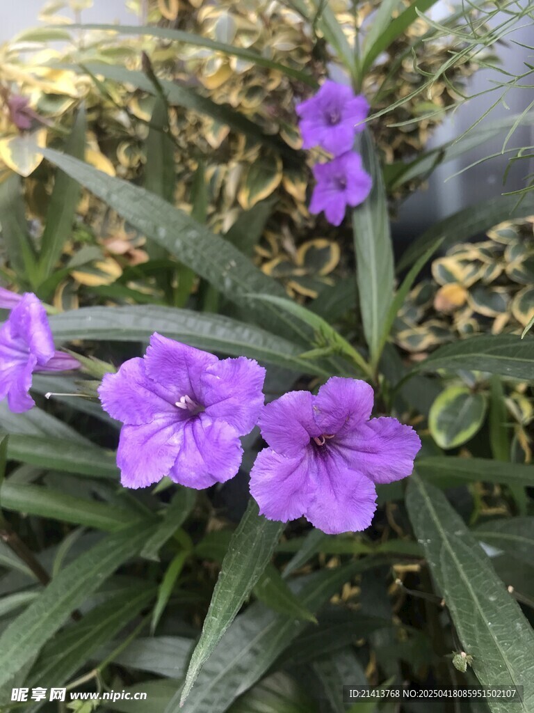 紫色小花绽放绿叶间