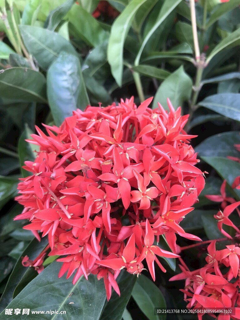 艳丽红色龙船花绽放