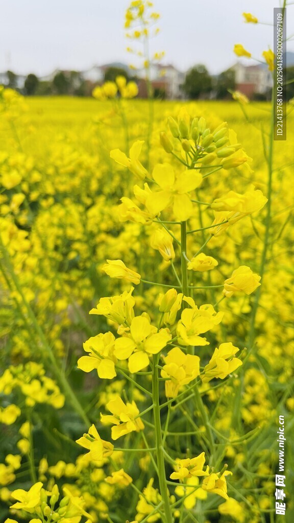 金黄油菜花田美景