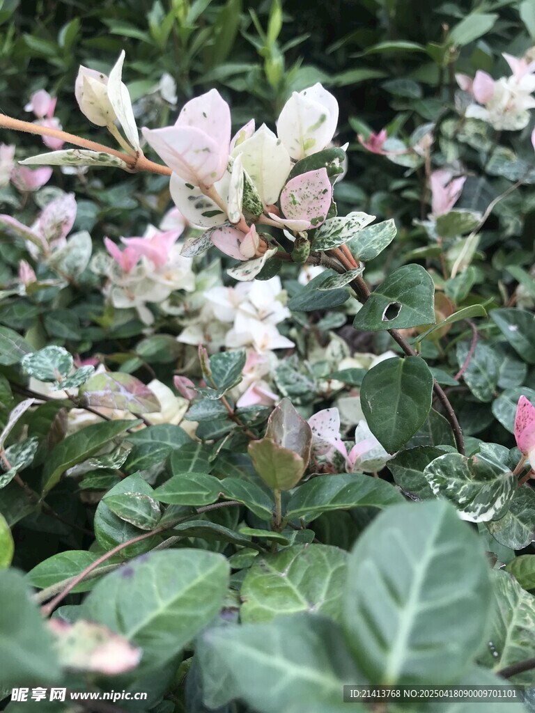 多彩花叶植物特写