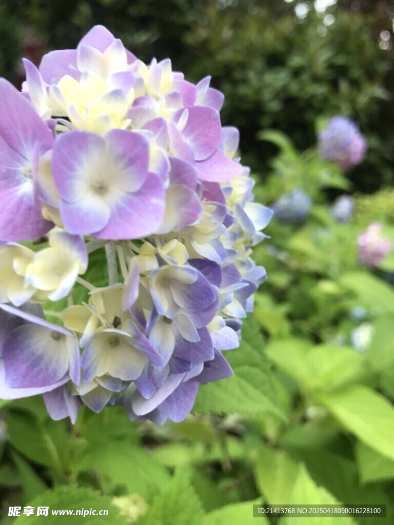 紫色绣球花绽放美景