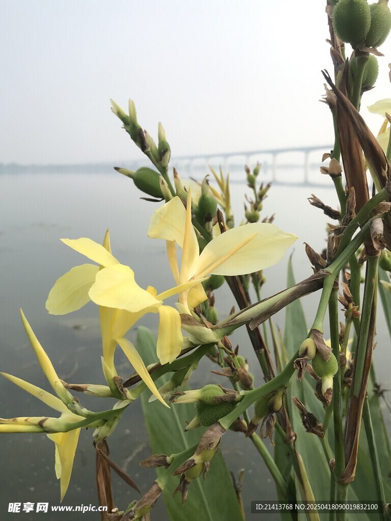 湖畔绽放的黄色花卉