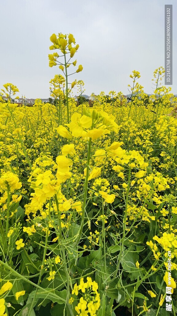 金黄油菜花田美景