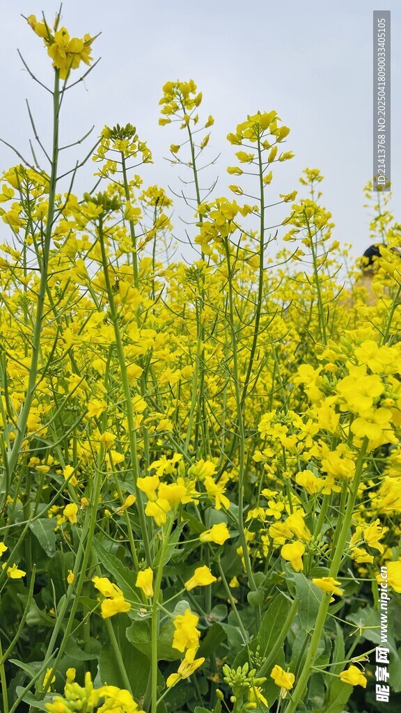 金黄油菜花田美景