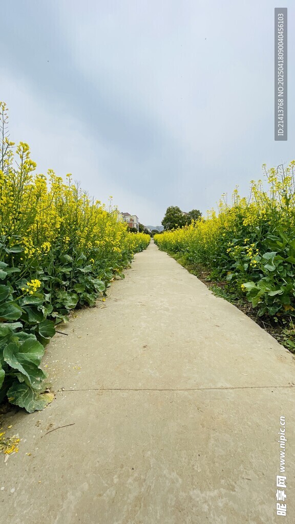 乡间小径旁的灿烂油菜花