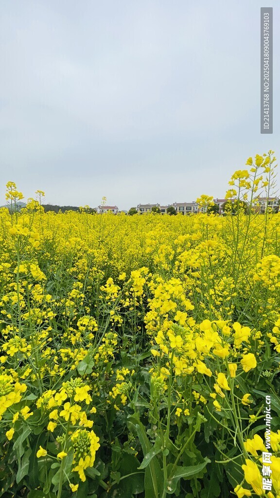 金黄油菜花田美景