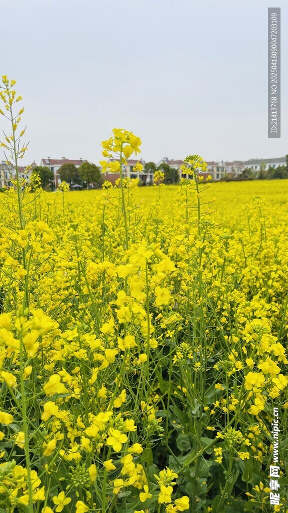 金黄油菜花海田园美景