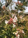 娇艳猬实花绽放枝头
