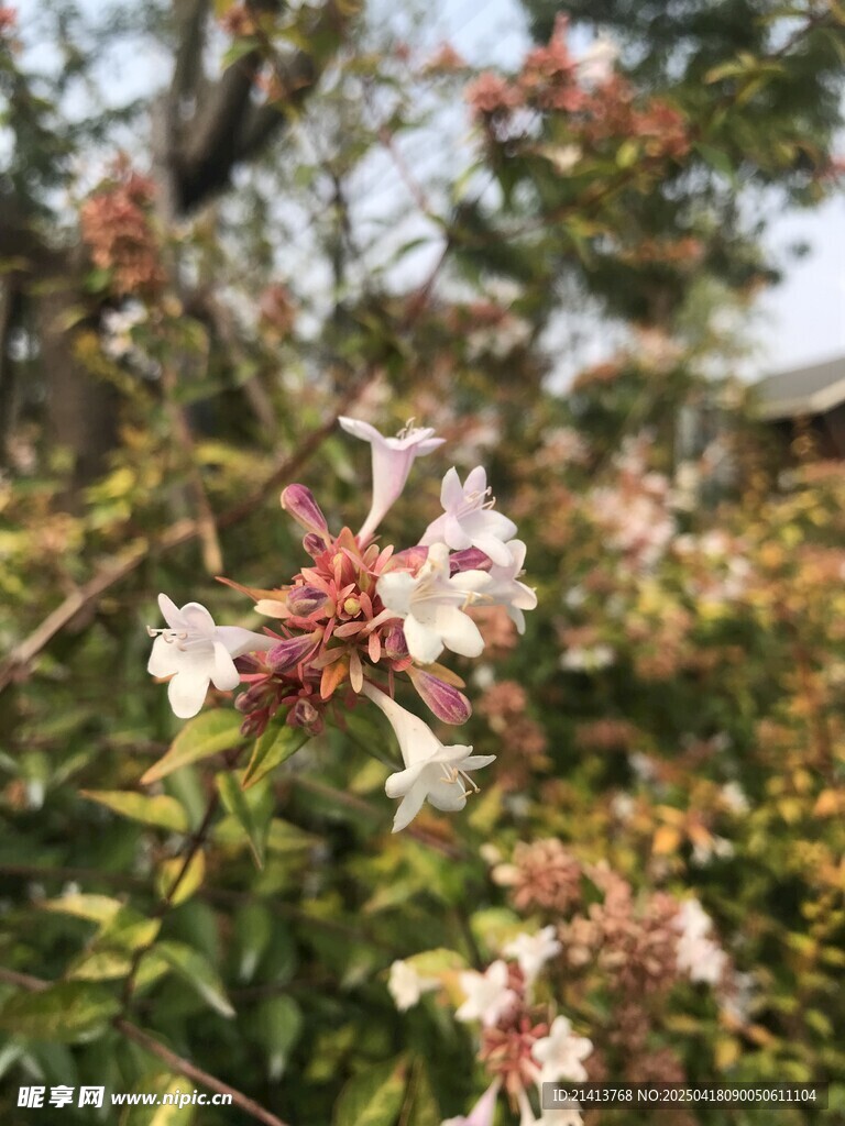 娇艳猬实花绽放枝头