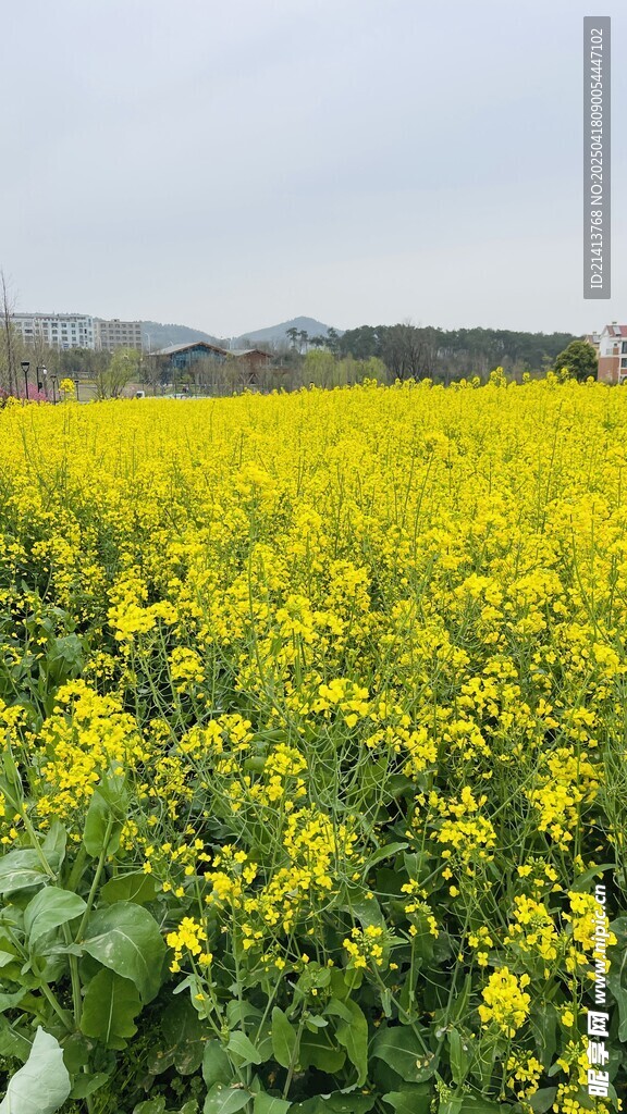 金黄油菜花海田园美景