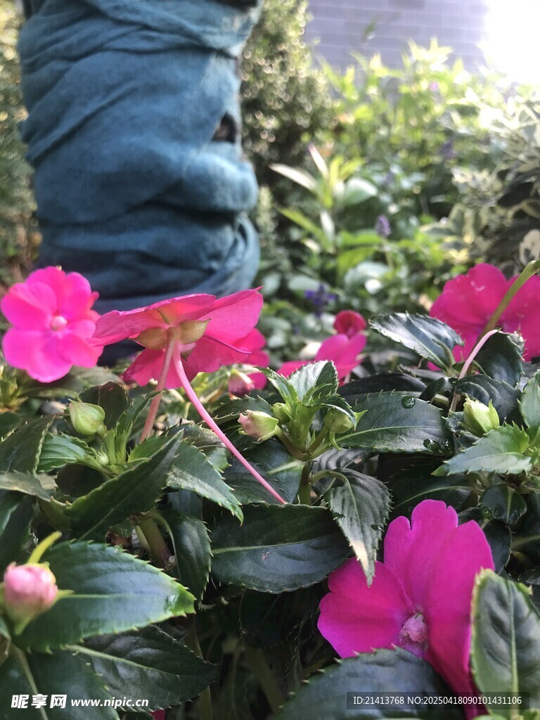 娇艳粉色花卉近景特写