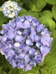 紫色绣球花特写