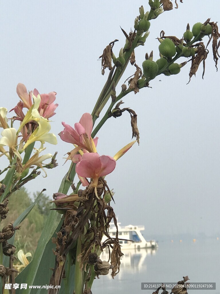 水边绽放的多彩剑麻花