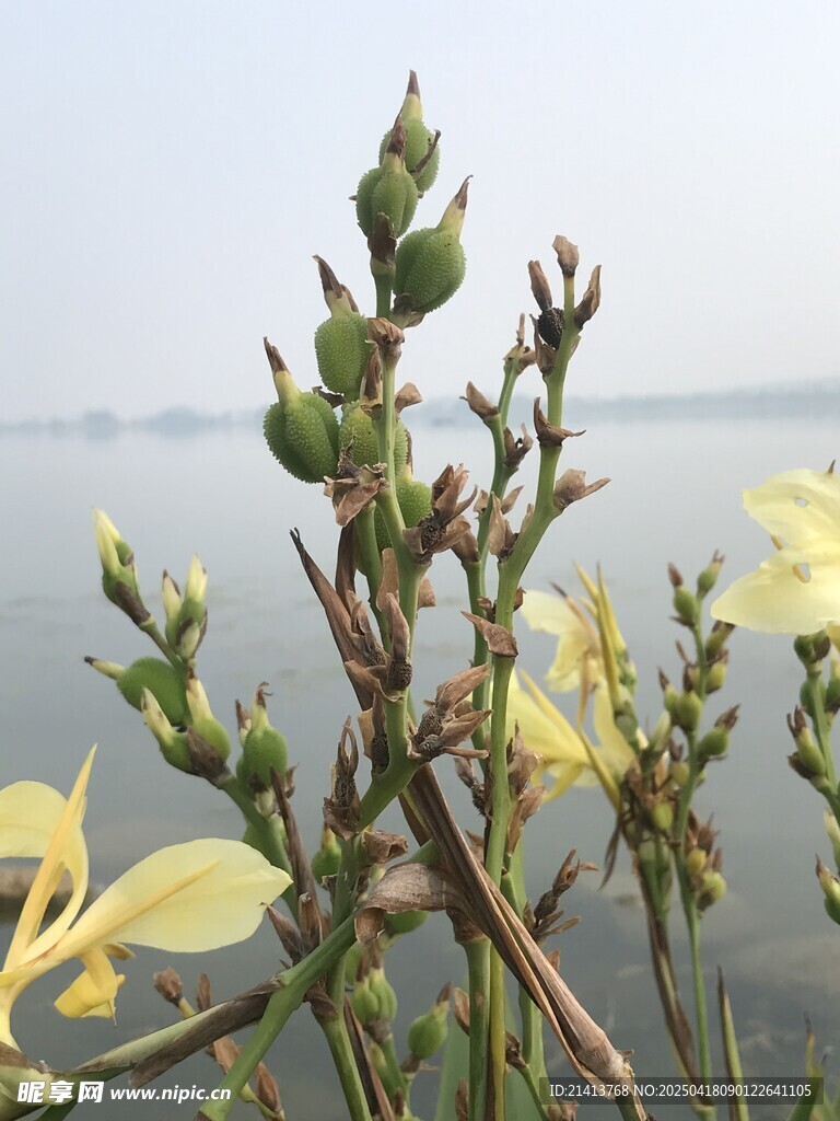 水边绽放的黄色花卉