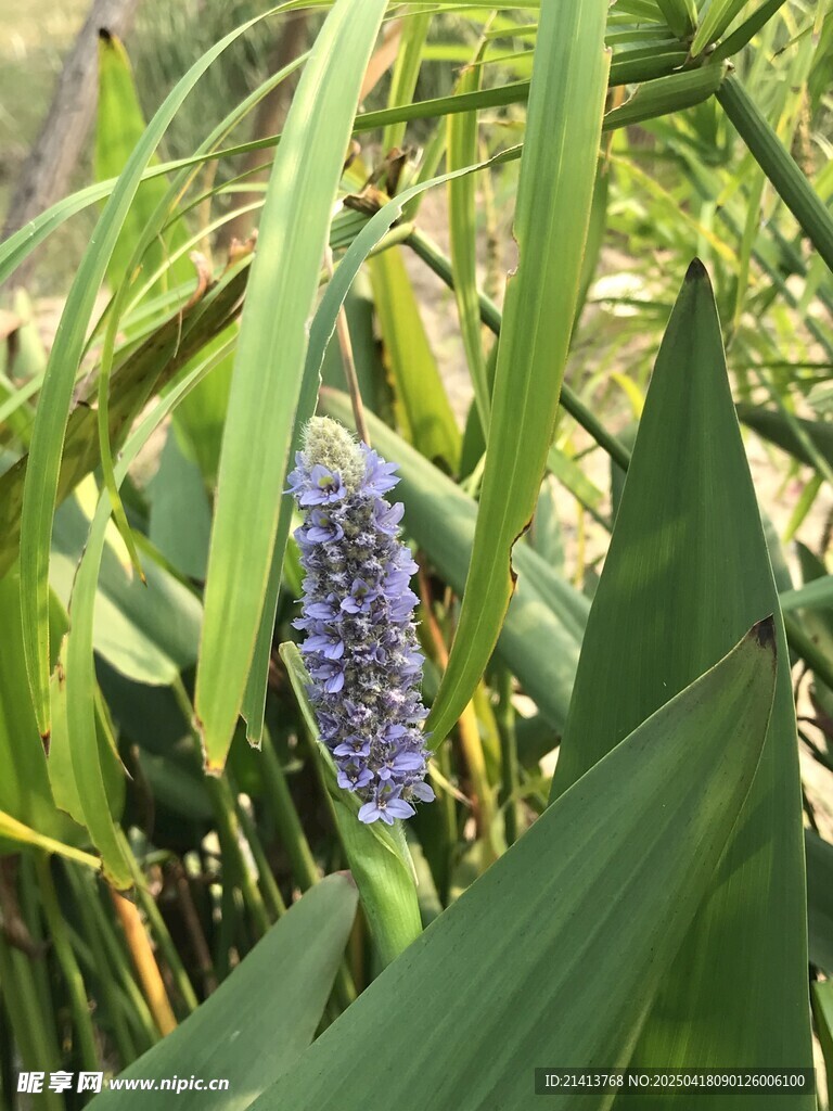 紫色花穗绽放绿叶间