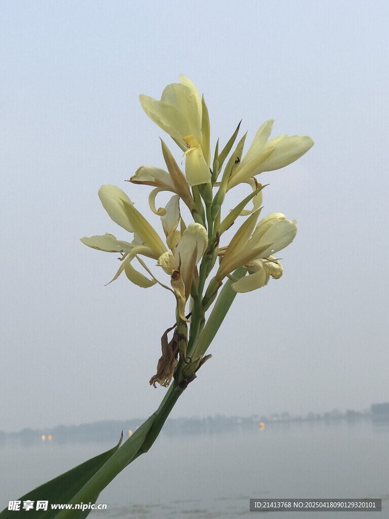 水边绽放的黄色美人蕉花