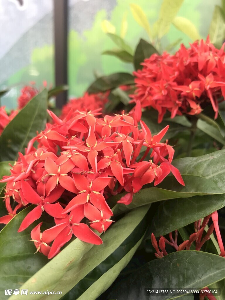 鲜艳红色龙船花绽放
