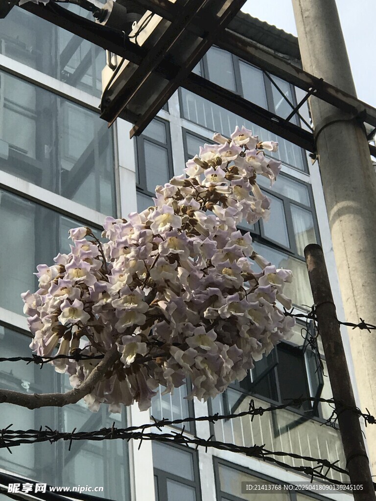 窗前绽放的美丽粉色花朵
