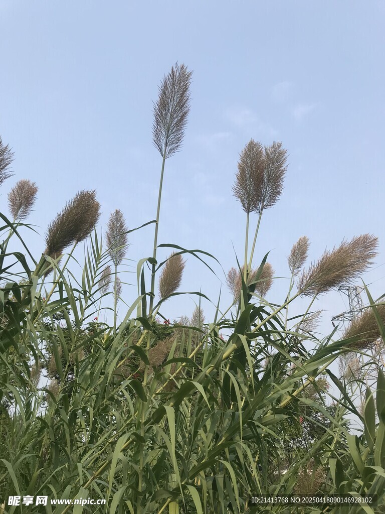 风中摇曳的蓬松蒲苇