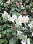 花叶植物特写