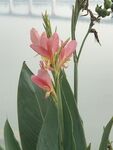 娇艳美人蕉绽放绿叶间