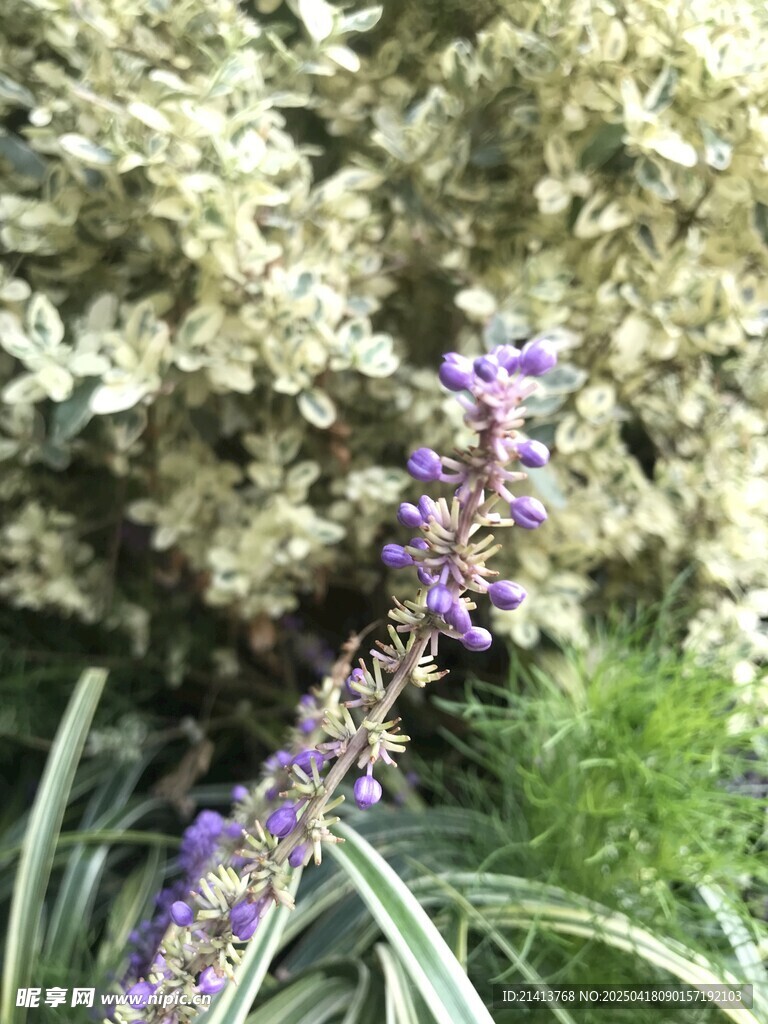 紫色花卉绽放于绿植间