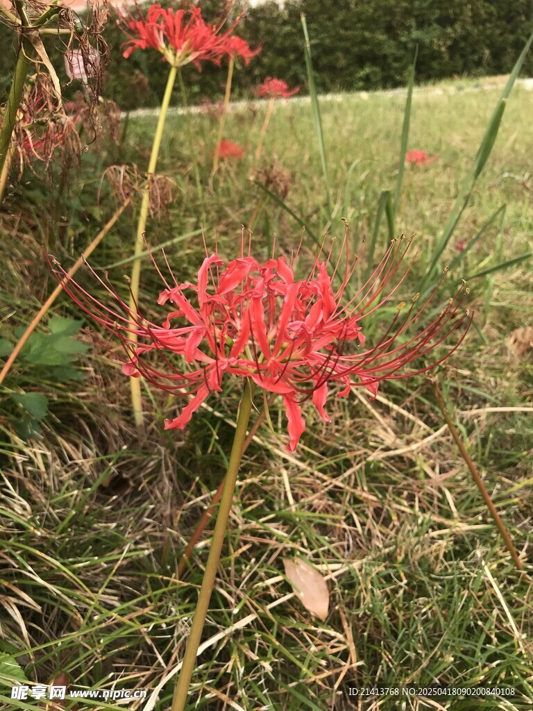 草丛中的艳丽红色彼岸花
