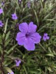 紫色小花绽放于草丛间