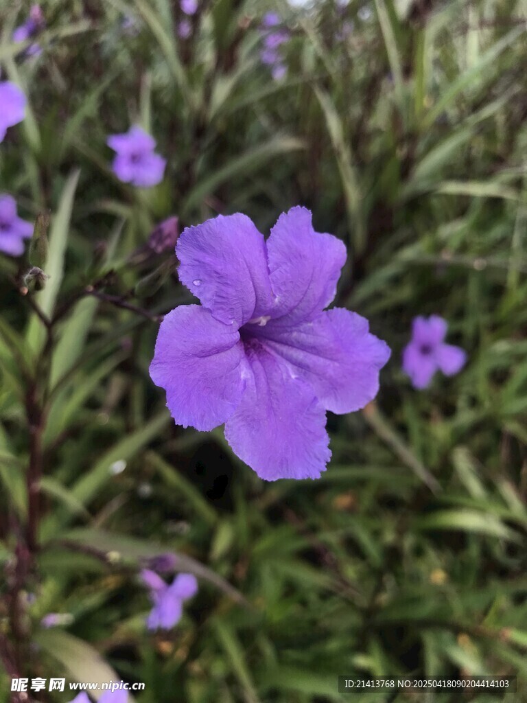 紫色小花绽放于草丛间