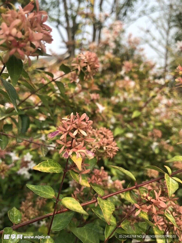 绿叶间的绚烂花卉