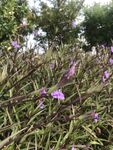 紫色小花绽放于草丛间