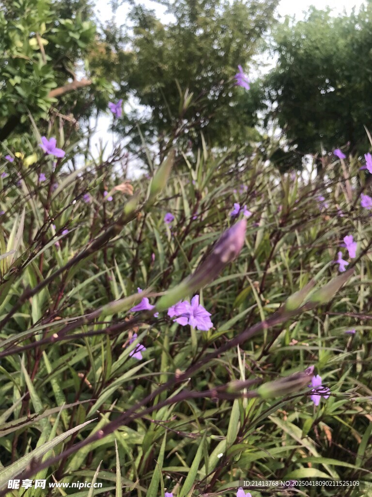 紫色小花绽放于草丛间