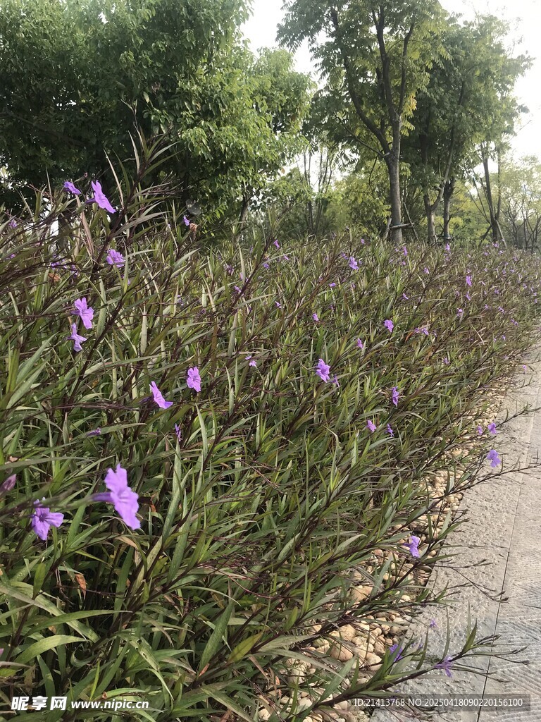 路边绽放的紫色鸢尾花