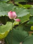 娇艳荷花绽放于绿叶间