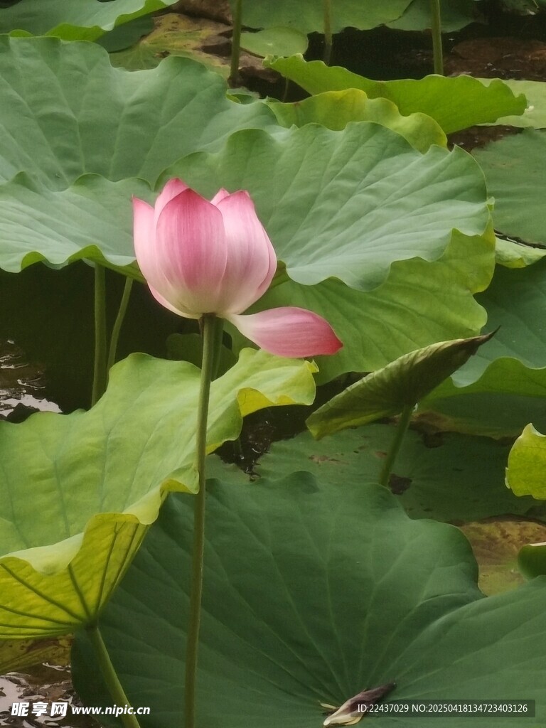 娇艳荷花绽放于绿叶间