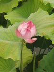 娇艳荷花绽放于绿叶间