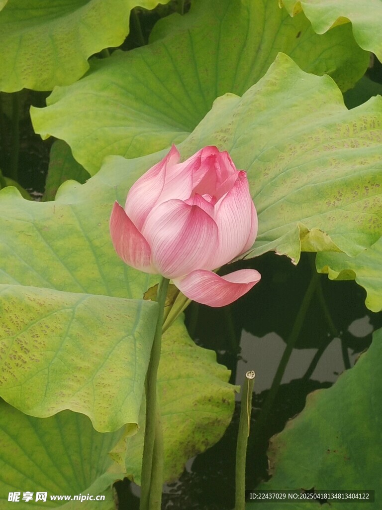 娇艳荷花绽放于绿叶间