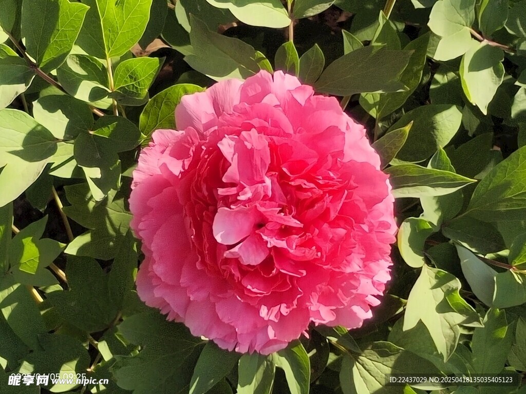 娇艳粉色牡丹花绽放