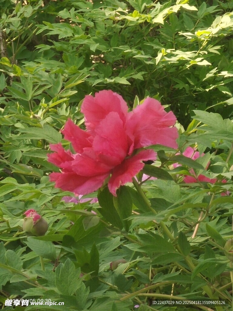 娇艳盛开的红色牡丹花