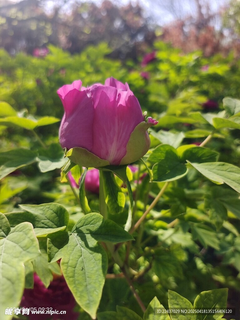 娇艳绽放的紫色牡丹花
