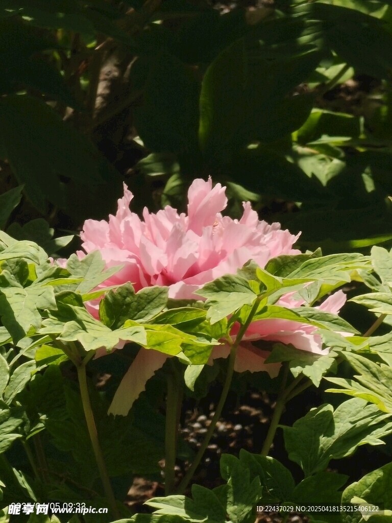娇艳粉色花朵绽放绿叶间