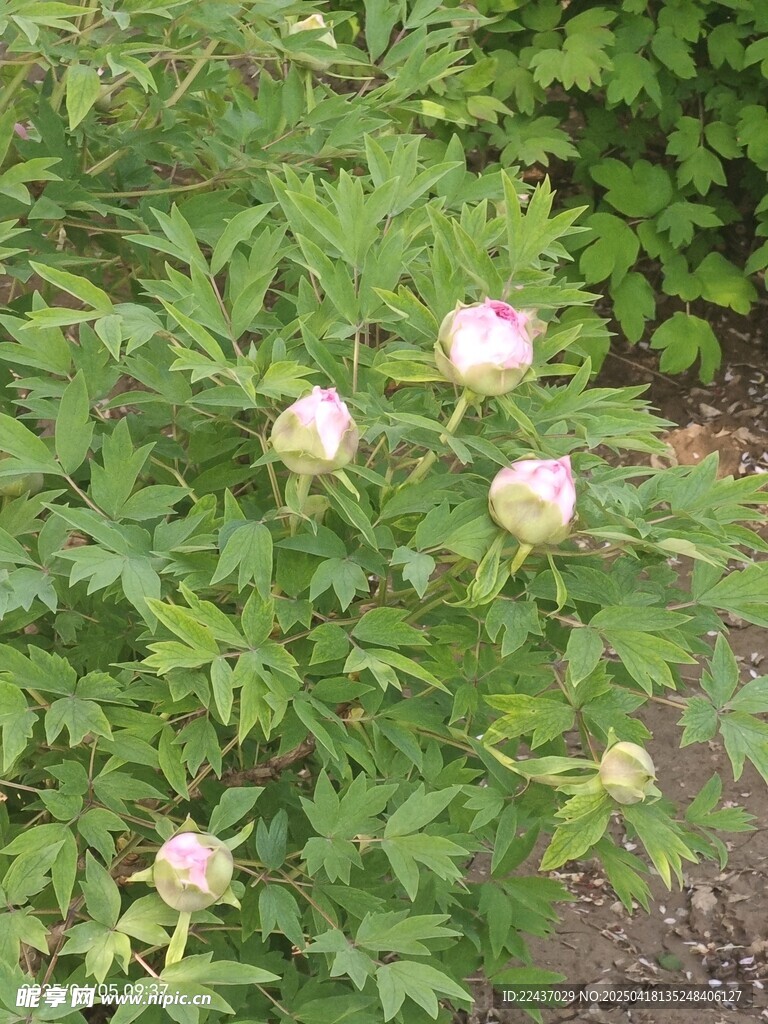 牡丹花