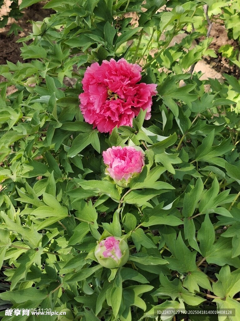 娇艳粉色花朵绽放绿叶间