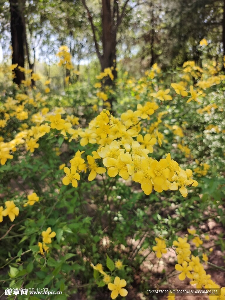 林间绽放的灿烂黄色小花