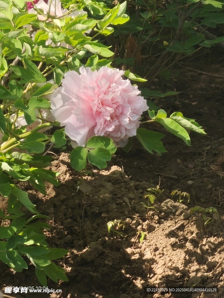 娇艳盛开的粉色牡丹花