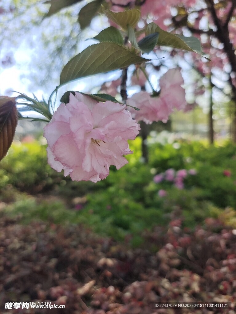 樱花