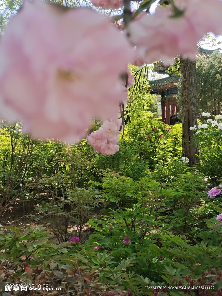 春日繁花下的绿意景致