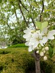枝头绽放的洁白花朵